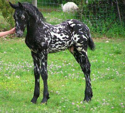 Mystic Warrior - Appaloosa x Friesian Cross